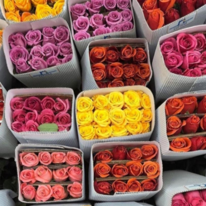 زمان مناسب برای خرید گل رز: