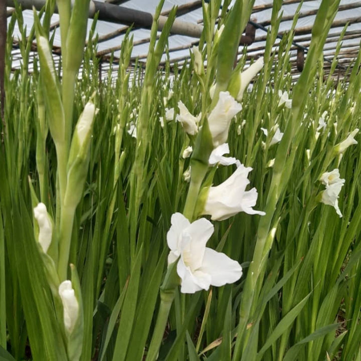 گل گلایل سفید