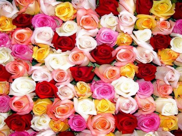 بزرگترین تولید کننده گل رز قرمز در ایران