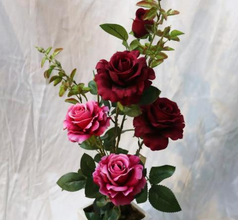 لیست قیمت خرید شاخه گل رز هلندی در بازار