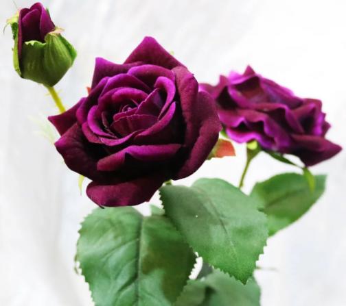 فروش گل شاخه بریده رز به صورت اینترنتی