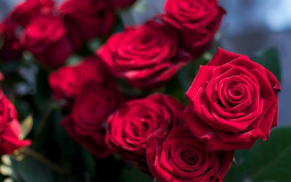 خرید گل رز هلندی گلخانه ای در ایران