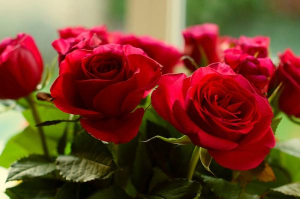 فروش گل رز هلندی در بازار گل محلاتی ایران