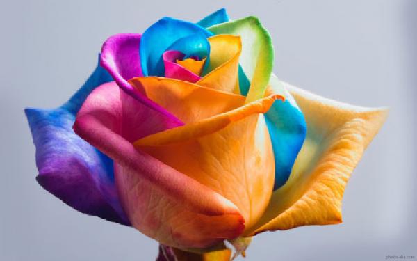 فروشندگان گل رز هفت رنگ ایران در بازار های خارجی