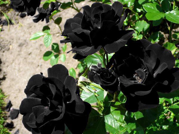دلایل تولید گل رز سیاه 