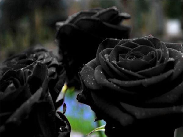معرفی انواع گل رز سیاه