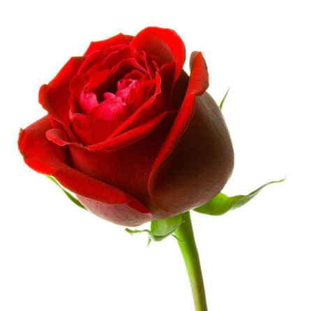 فروش ویژه انواع گل رز هلندی در ایران