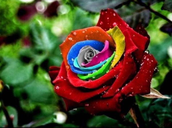 فروش فوق العاده گل رز هفت رنگ ایران