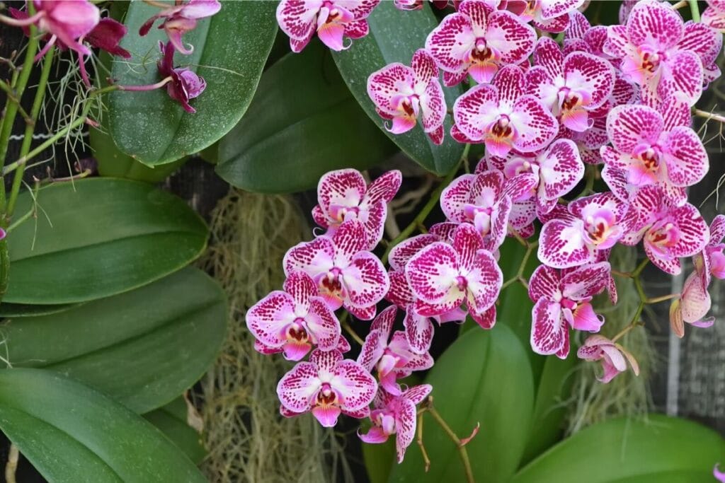 orchid symbolism 1024x683 1