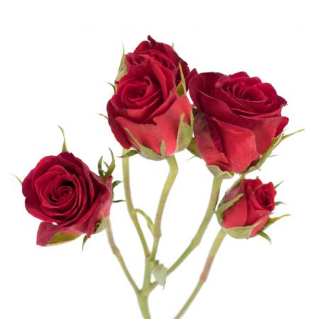 آشنایی با انواع گل رز ایرانی