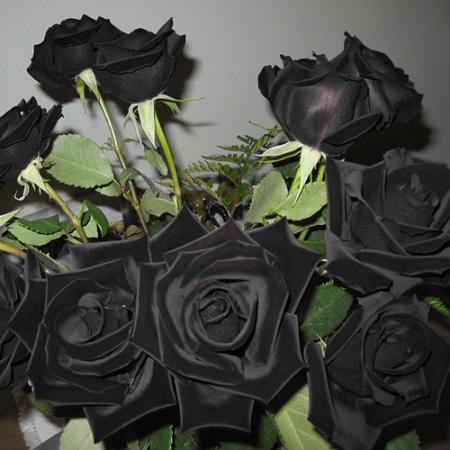 خرید گل رز سیاه به صورت مستقیم
