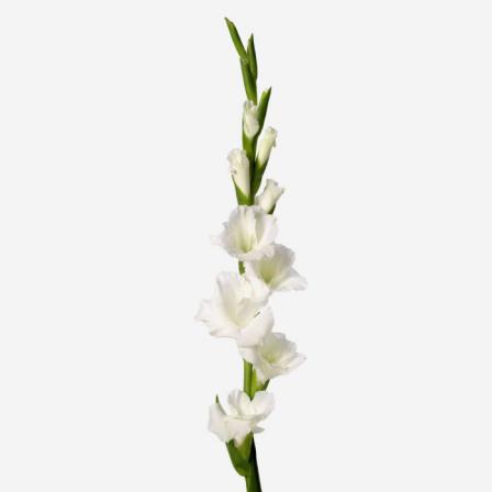 فروش انبوه گل شاخه بریده گلایل سفید