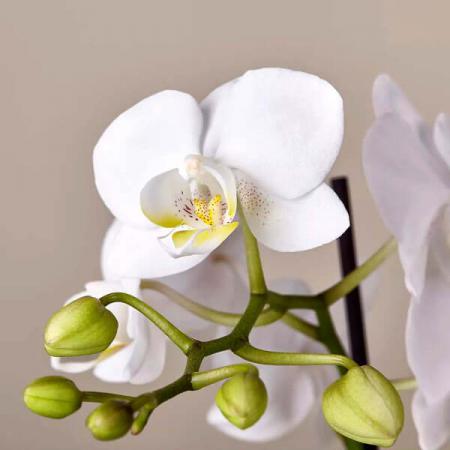 توزیع کننده عمده گل شاخه بریده ارکیده سفید