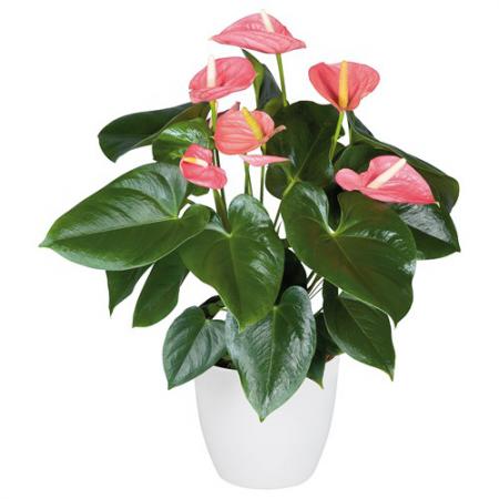 مراکز فروش گل آنتوریوم صادراتی کرج