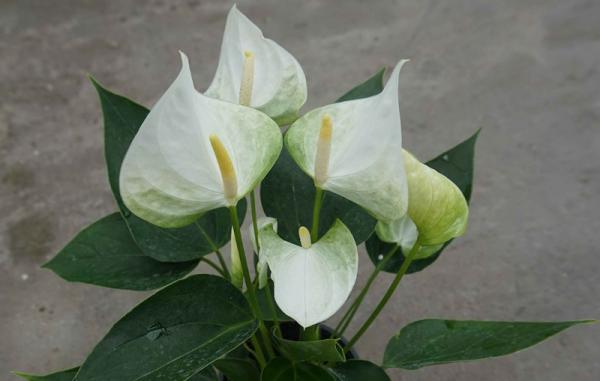 عرضه مستقیم گل آنتوریوم سفید باکیفیت
