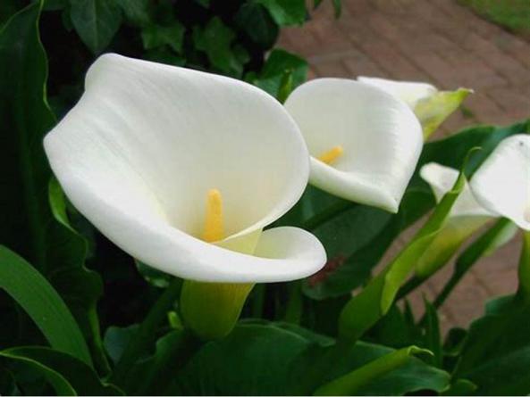 حداقل میزان عمق گلدان برای رشد شیپوری