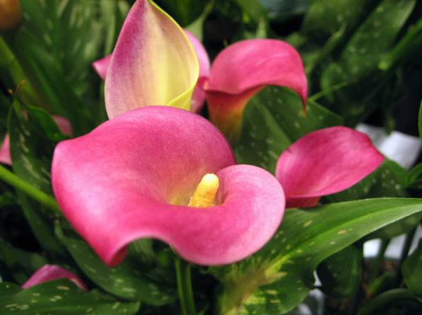 اصلی ترین روش تکثیر گل شیپوری کدام است؟