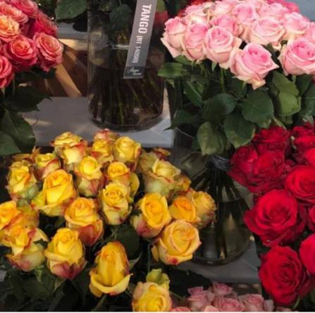 خصوصیات گل رز هلندی زرد چیست؟