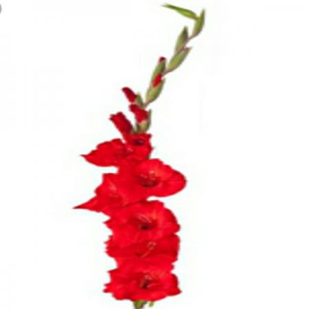 خصوصیات بهترین گل گلایل قرمز