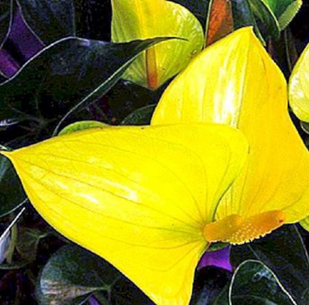پخش کننده گل آنتوریوم زرد