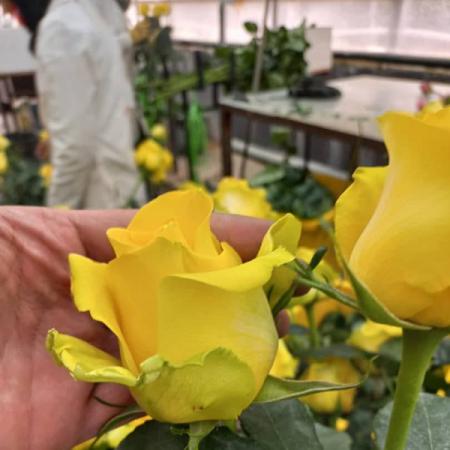 واحد فروش شاخه گل رز هلندی زرد