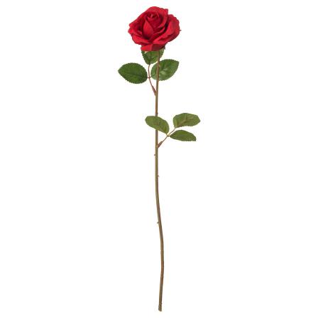 راه های خرید گل رز قرمز ایرانی شاخه بریده
