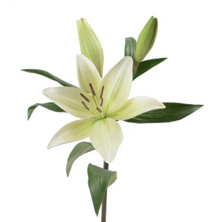 معرفی بهترین نوع گل شاخه بریده لیلیوم اورینتال
