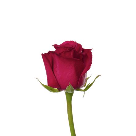 مشخصات گل رز ایرانی شاخه بریده مشکی
