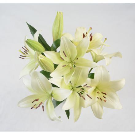 صادر کننده بهترین گل شاخه بریده لیلیوم اورینتال