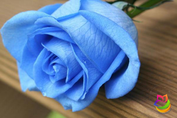 گل شاخه بریده رز آبی