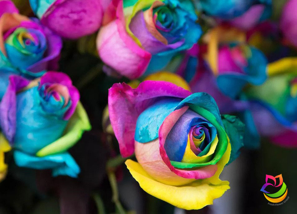 نحوه نگهداری گل رز هلندی هفت رنگ