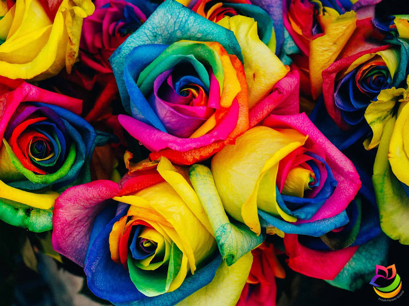 گل رز هلندی هفت رنگ