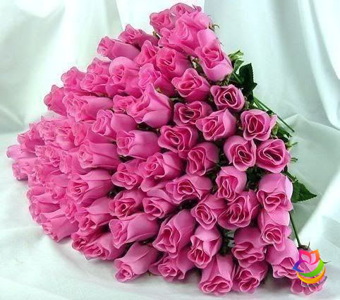 فروش گل رز هلندی در ایران