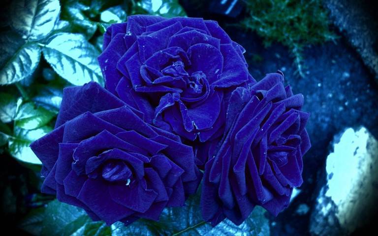 گل رز آبی نماد چیست